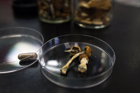 Mushrooms in a petri dish.