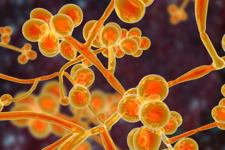 Computer illustration of the unicellular fungus (yeast) Candida auris - orange on brown.