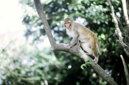 Rhesus monkey on tree limb.