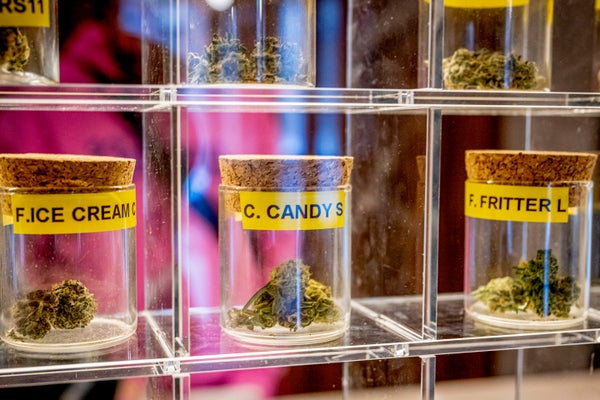 Assorted cannabis strains, names including ice cream, candy, and fritter, displayed in a glass case at a dispensary