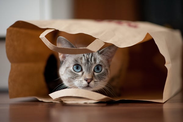 Cute grey tabby with blue eyes in grocery bag