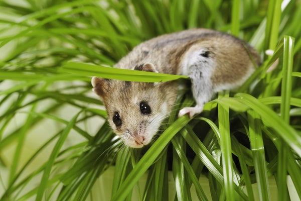 Chinese hamster (Cricetulus griseus) on plant