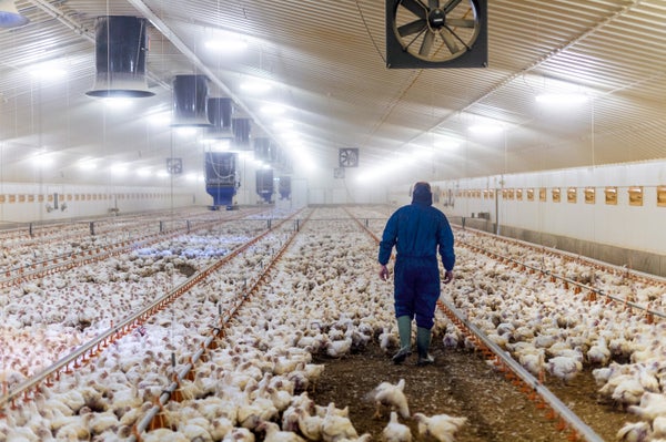 Farm worker in an industrial poultry barn with white chickens