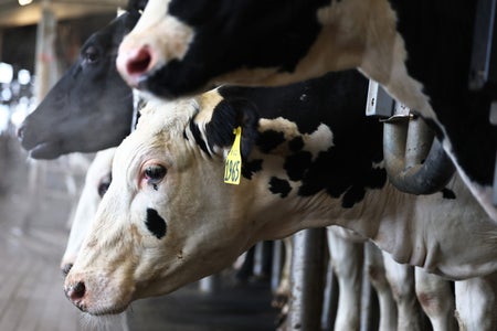 Cow at a dairy barn