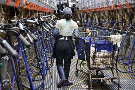 A dairy farm worker in a milking parlor facility