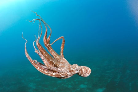 Day octopus, Octopus cyanea, in mid-water, Hawaii.