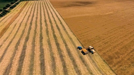 Carinata crop.