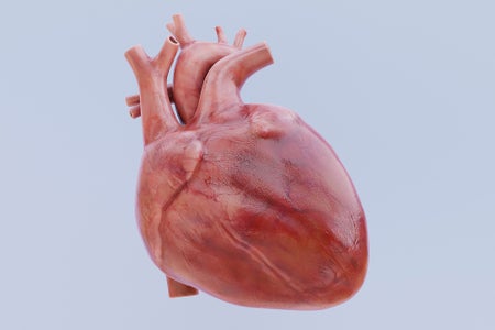 Realistic 3D Render of Human Heart