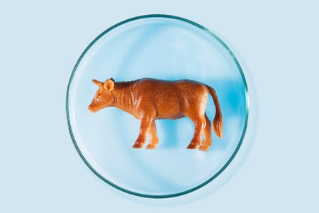 Plastic cow in petri dish on a blue background