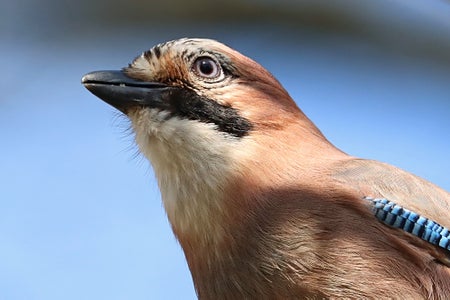 A closeup shot of a Eurasian jay, Garrulus glandarius