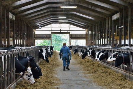 Farm worker walking through dairy farm with black and white cows on each side.