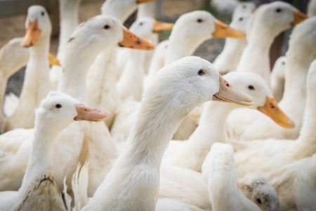 Group of farm white duck facing the same direction