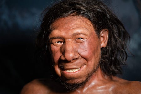 Photo of reconstruction of the face of the oldest Neanderthal found in the Netherlands, nicknamed Krijn, on display at the National Museum of Antiquities in Leiden