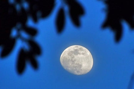 A view of the evening sky with a waxing gibbous moon past tree foliage in silhouette