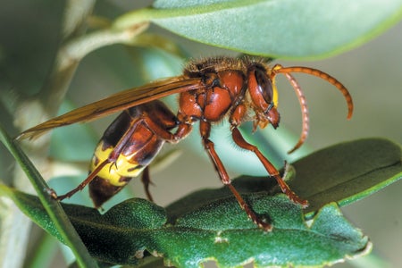 Close up of a hornet on a leaf