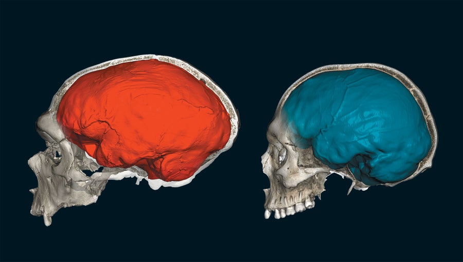 Comparison of two neanderthal skulls, one red and one blue.