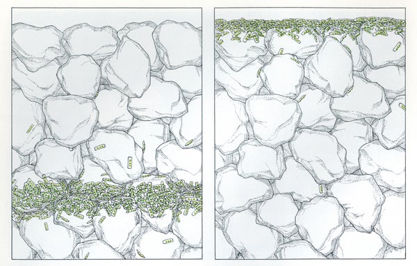 Illustration of diatoms and where they reside