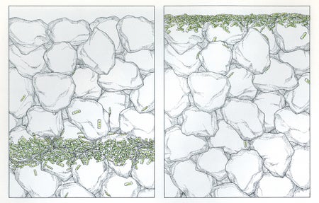 Illustration of diatoms and where they reside