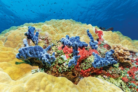 A colorful coral reef under the sea