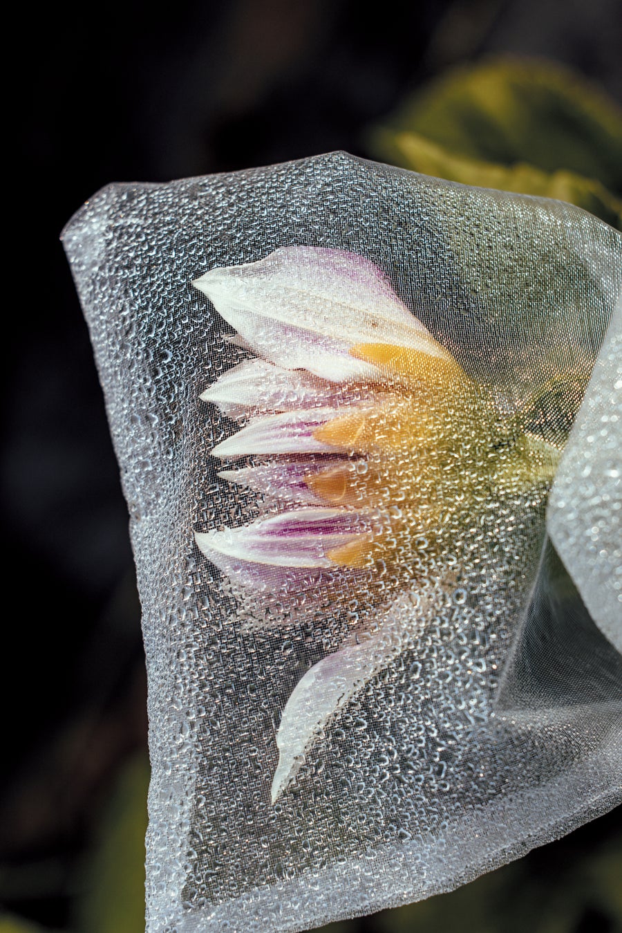 Dahlia in a transparent bag