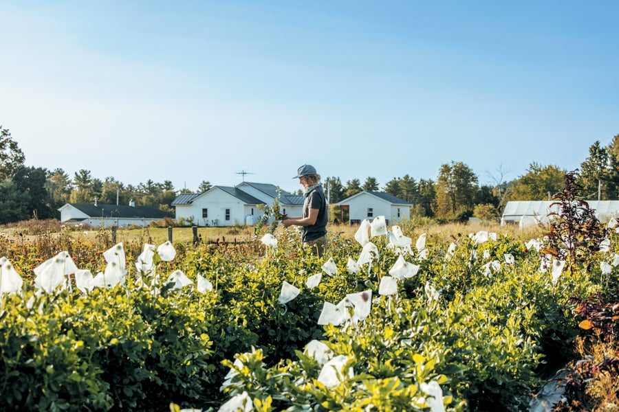 Person in a field of dahlias, with bags on the flowers