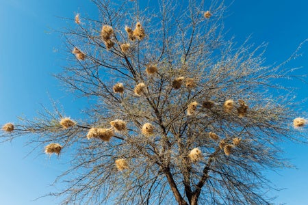 White-browed Sparrow-Weaver nests and roosts.