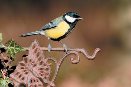 A yellow and black bird perched on a outdoor, iron decor.