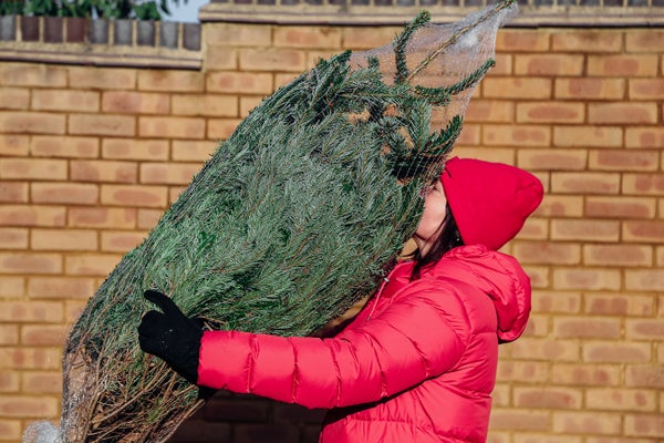 Person wearing black mittens, red winter jacket and winter cap carrying Christmas tree on street while happily smelling it in front of brick wall