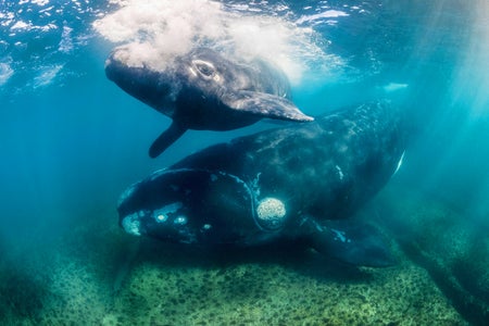 Southern right whale and her calf swimming in shallow water